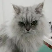 もも