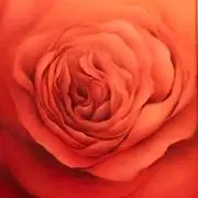Roseの画像