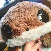poyo-mipomo