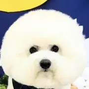 あゆみの画像