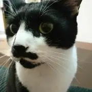 あきひなこ☆。.:＊・゜