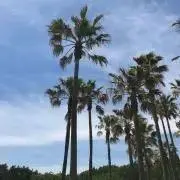 セナレア
