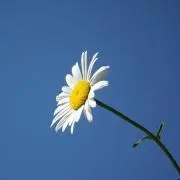 琳の画像