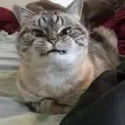 にゃんちゅうの画像