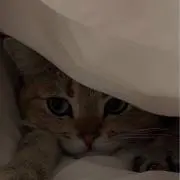 ねこ