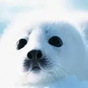 サインコサイン藤井ヨダン