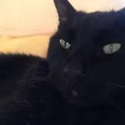 クロの画像
