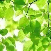 LEAF☘️ お気軽にお値引きどうぞの画像
