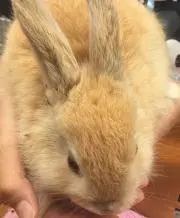 レネの画像