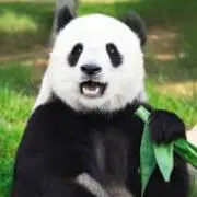 ささ