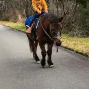 みちくさの画像