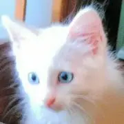 スピカ☆ プロフ必読