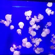 minmiの画像