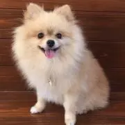 ポポハウスの画像