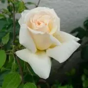 naocosmosの画像