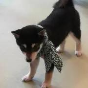 うさ断捨離中の画像