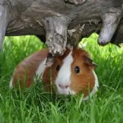 オクサモグモット