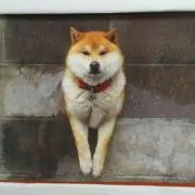 はちほさの画像
