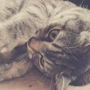 にゃおの画像