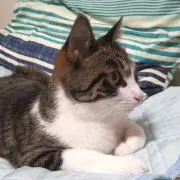 タンちゃんの画像