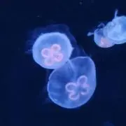 しあの画像