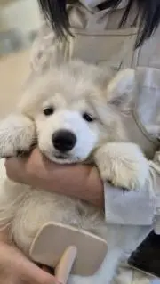 ワトソンの画像