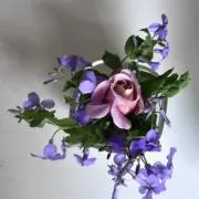 コダの画像