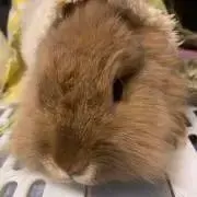チロ