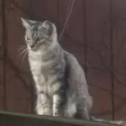 いまそかり