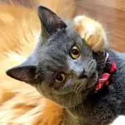 ささきの画像
