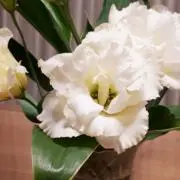 らっこの画像