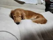 れいこ