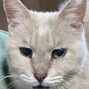 にゃんたの画像
