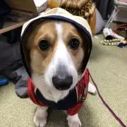 蘭蔵〔購入前にプロフィール確認必須〕の画像