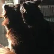あずき
