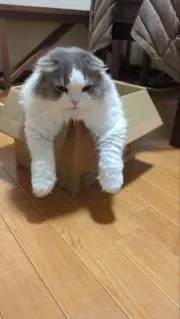 めいまる