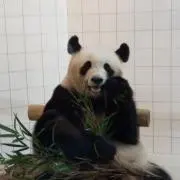 みーにゃんの画像