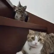 きーこ
