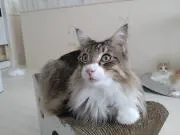 ねこの画像
