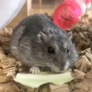 きの画像