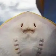 えい