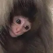 monkey ママ