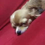 (大)そね