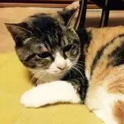 にゃー〔まとめ買いで割引〕の画像