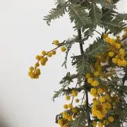 ハルの画像