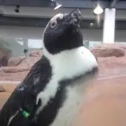 kakuの画像