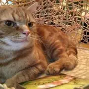 むっちょの画像