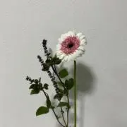 TLの画像