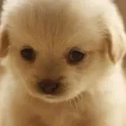 たなっちの画像