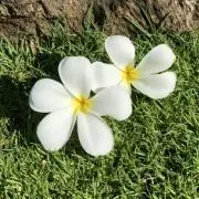 ぴーはろ☆